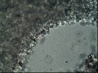 Psilocybe pelliculosa image