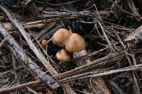 Psilocybe pelliculosa image