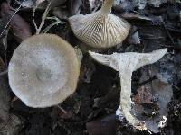 Clitocybe odora image