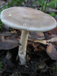 Amanita sect. Vaginatae image