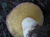 Boletus impolitus image