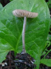 Entoloma sericeum image