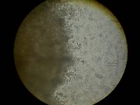 Penicillium vulpinum image