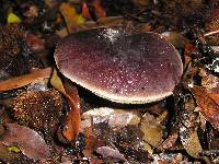 Boletus zelleri image