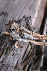 Psilocybe pelliculosa image