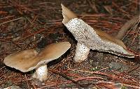 Clitocybe brunneocephala image