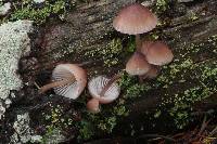 Mycena elegantula image