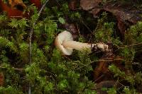 Rhodocollybia butyracea image