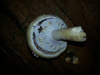 Agaricus arvensis image