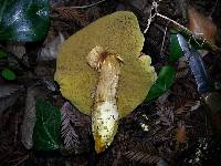 Boletus coccyginus image