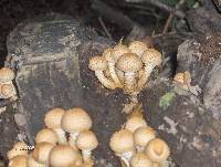 Pholiota squarrosa image