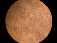 Fusarium equiseti image