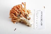 Ramaria araiospora image