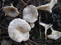 Clitocybe phyllophila image