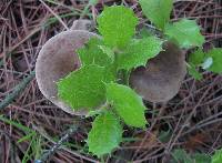 Clitocybe costata image