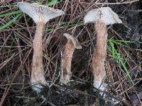 Clitocybe costata image