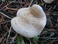 Clitocybe phyllophila image