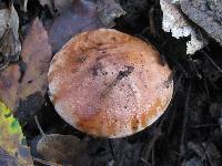 Tricholoma stans image