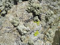 Rhizoplaca chrysoleuca image