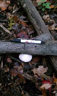 Tyromyces chioneus image