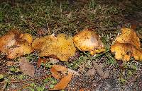 Suillus brevipes image
