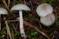 Clitocybe fragrans image