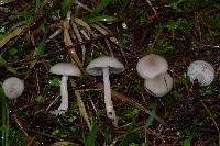 Clitocybe fragrans image