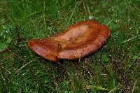 Paxillus involutus image