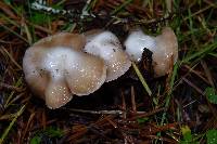 Inocybe albodisca image