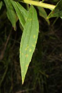 Coleosporium asterum image