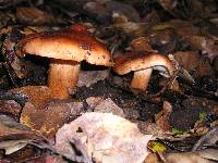 Tricholoma dryophilum image