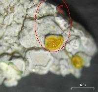 Lecanora rupicola var. rupicola image