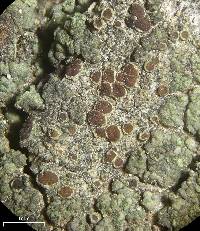 Lecanora saligna image