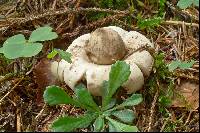 Geastrum fimbriatum image