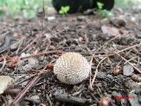 Lycoperdon marginatum image