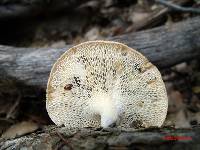 Polyporus alveolaris image
