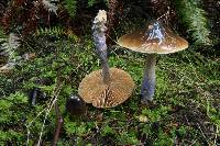 Cortinarius vanduzerensis image