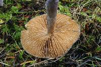 Cortinarius vanduzerensis image