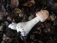 Chlorophyllum rachodes image