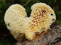 Polyporus alveolaris image