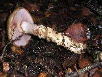 Cortinarius glutinosoarmillatus image