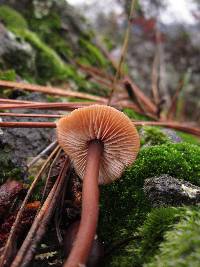 Gymnopus brassicolens var. brassicolens image
