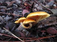 Gymnopilus sapineus image