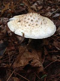 Amanita subcokeri image