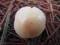 Clitocybe fragrans image