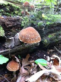 Psathyrella delineata image