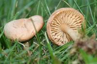 Marasmius oreades image