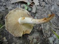 Pholiota angustipes image