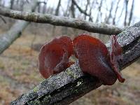 Auricularia americana image