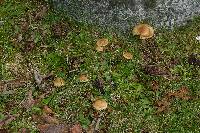 Inocybe mixtilis image